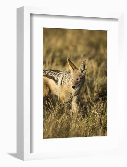 Black-Backed Jackal Eating Mouse, Chobe National Park,Botswana-Paul Souders-Framed Photographic Print