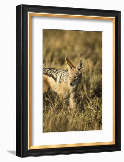 Black-Backed Jackal Eating Mouse, Chobe National Park,Botswana-Paul Souders-Framed Photographic Print