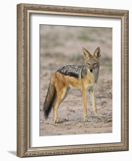 Black-Backed Jackal, Kgalagadi Transfrontier Park-James Hager-Framed Photographic Print