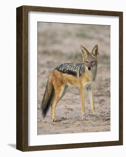 Black-Backed Jackal, Kgalagadi Transfrontier Park-James Hager-Framed Photographic Print