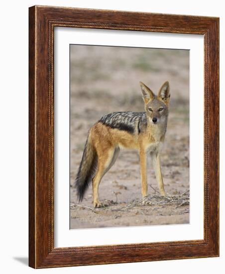 Black-Backed Jackal, Kgalagadi Transfrontier Park-James Hager-Framed Photographic Print