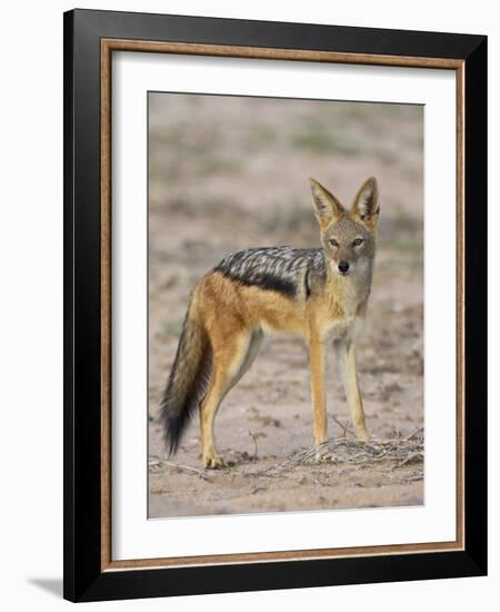 Black-Backed Jackal, Kgalagadi Transfrontier Park-James Hager-Framed Photographic Print