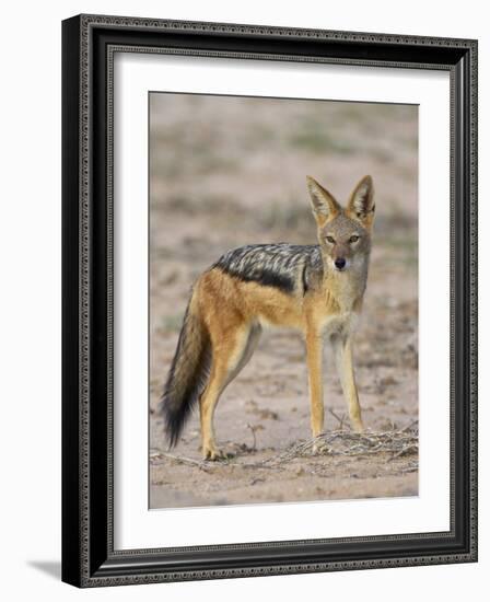 Black-Backed Jackal, Kgalagadi Transfrontier Park-James Hager-Framed Photographic Print