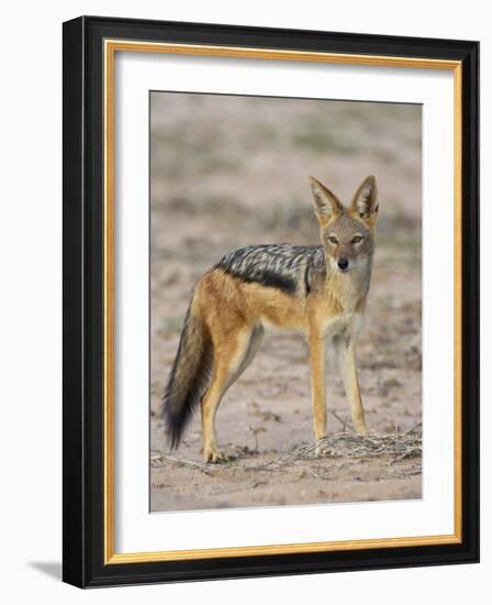 Black-Backed Jackal, Kgalagadi Transfrontier Park-James Hager-Framed Photographic Print