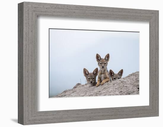 Black-backed jackal three cubs at the den, Masai-Mara Game Reserve, Kenya-Denis-Huot-Framed Photographic Print