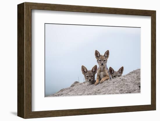 Black-backed jackal three cubs at the den, Masai-Mara Game Reserve, Kenya-Denis-Huot-Framed Photographic Print