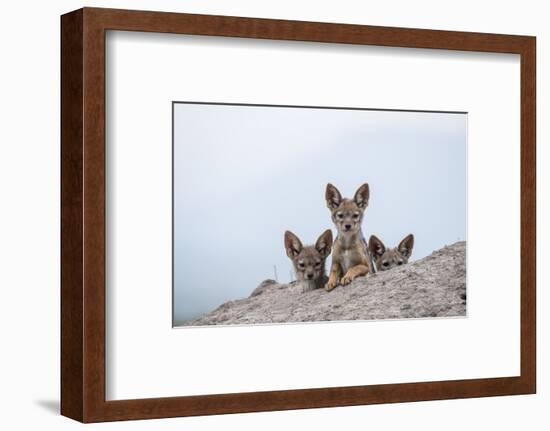 Black-backed jackal three cubs at the den, Masai-Mara Game Reserve, Kenya-Denis-Huot-Framed Photographic Print