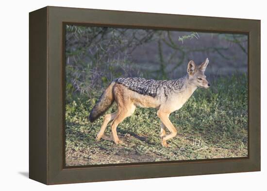 Black-Backed Jackal Walks Through the Jungle, Ngorongoro, Tanzania-James Heupel-Framed Premier Image Canvas