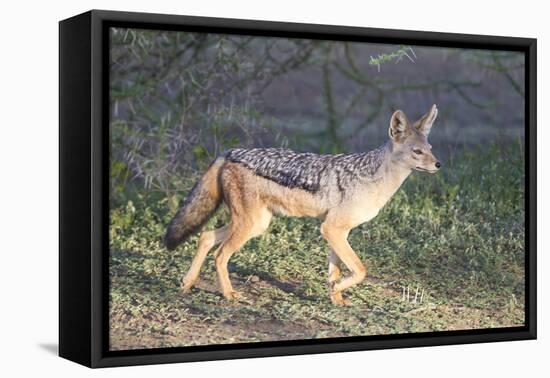 Black-Backed Jackal Walks Through the Jungle, Ngorongoro, Tanzania-James Heupel-Framed Premier Image Canvas