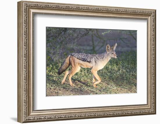 Black-Backed Jackal Walks Through the Jungle, Ngorongoro, Tanzania-James Heupel-Framed Photographic Print