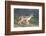 Black-Backed Jackal Walks Through the Jungle, Ngorongoro, Tanzania-James Heupel-Framed Photographic Print