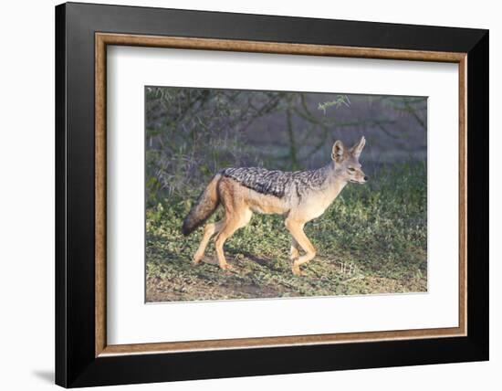 Black-Backed Jackal Walks Through the Jungle, Ngorongoro, Tanzania-James Heupel-Framed Photographic Print