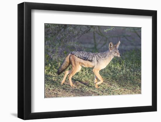 Black-Backed Jackal Walks Through the Jungle, Ngorongoro, Tanzania-James Heupel-Framed Photographic Print