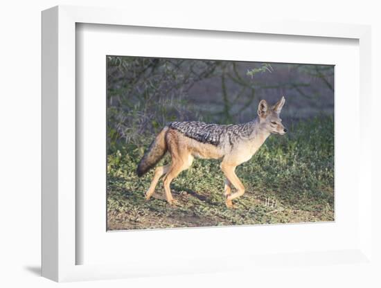 Black-Backed Jackal Walks Through the Jungle, Ngorongoro, Tanzania-James Heupel-Framed Photographic Print