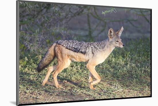 Black-Backed Jackal Walks Through the Jungle, Ngorongoro, Tanzania-James Heupel-Mounted Photographic Print