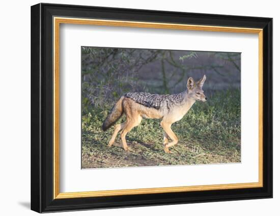 Black-Backed Jackal Walks Through the Jungle, Ngorongoro, Tanzania-James Heupel-Framed Photographic Print