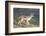 Black-Backed Jackal Walks Through the Jungle, Ngorongoro, Tanzania-James Heupel-Framed Photographic Print