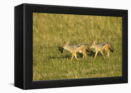 Black-Backed Jackal-Mary Ann McDonald-Framed Premier Image Canvas