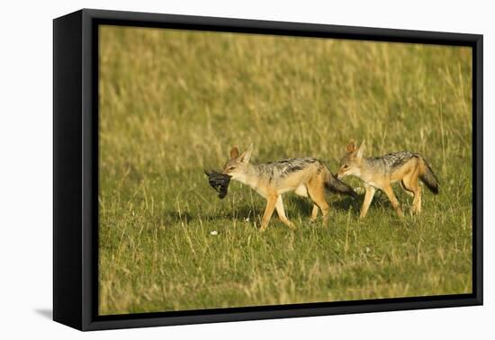 Black-Backed Jackal-Mary Ann McDonald-Framed Premier Image Canvas