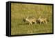 Black-Backed Jackal-Mary Ann McDonald-Framed Premier Image Canvas