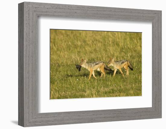 Black-Backed Jackal-Mary Ann McDonald-Framed Photographic Print