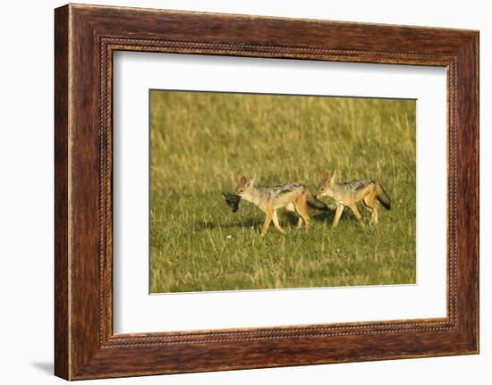 Black-Backed Jackal-Mary Ann McDonald-Framed Photographic Print