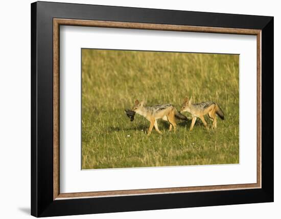 Black-Backed Jackal-Mary Ann McDonald-Framed Photographic Print