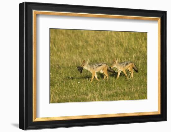 Black-Backed Jackal-Mary Ann McDonald-Framed Photographic Print