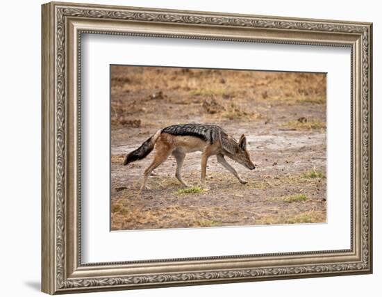 Black-Backed Jackal-Romas Vysniauskas-Framed Photographic Print