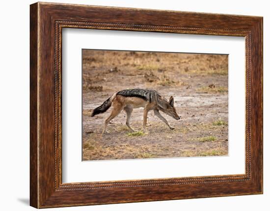 Black-Backed Jackal-Romas Vysniauskas-Framed Photographic Print