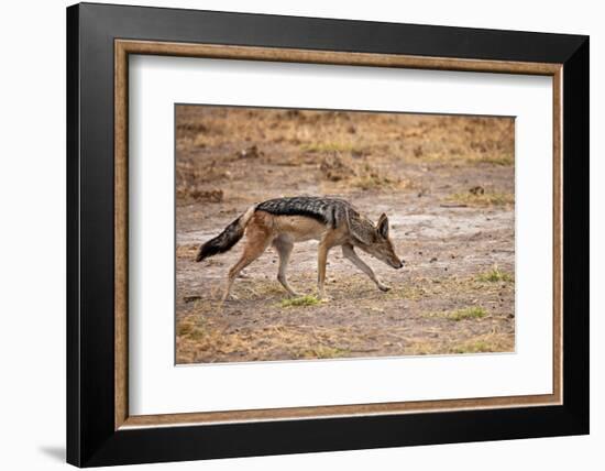 Black-Backed Jackal-Romas Vysniauskas-Framed Photographic Print