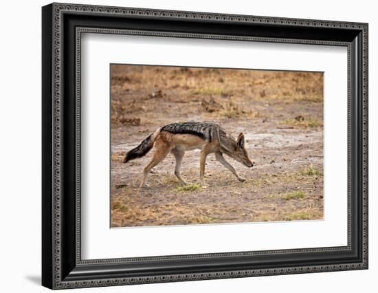 Black-Backed Jackal-Romas Vysniauskas-Framed Photographic Print