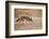 Black-Backed Jackal-Romas Vysniauskas-Framed Photographic Print