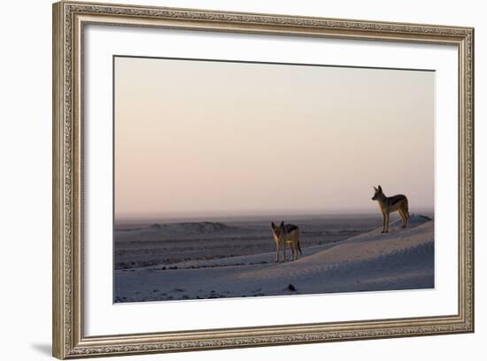 Black-Backed Jackals (Canis Mesomelas), Skeleton Coast, Namibia, Africa-Thorsten Milse-Framed Photographic Print