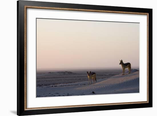 Black-Backed Jackals (Canis Mesomelas), Skeleton Coast, Namibia, Africa-Thorsten Milse-Framed Photographic Print