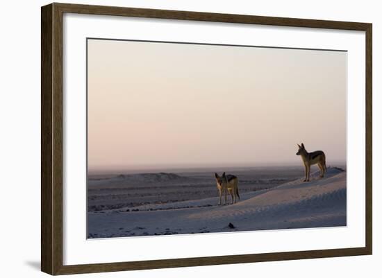 Black-Backed Jackals (Canis Mesomelas), Skeleton Coast, Namibia, Africa-Thorsten Milse-Framed Photographic Print