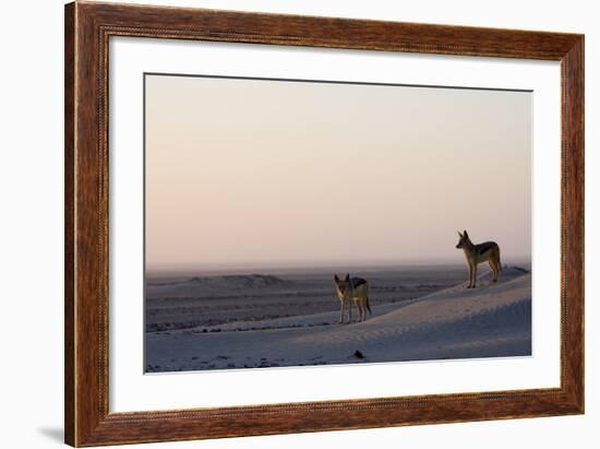 Black-Backed Jackals (Canis Mesomelas), Skeleton Coast, Namibia, Africa-Thorsten Milse-Framed Photographic Print