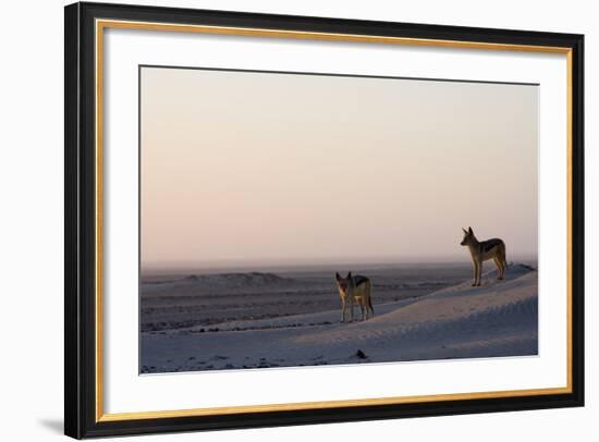 Black-Backed Jackals (Canis Mesomelas), Skeleton Coast, Namibia, Africa-Thorsten Milse-Framed Photographic Print