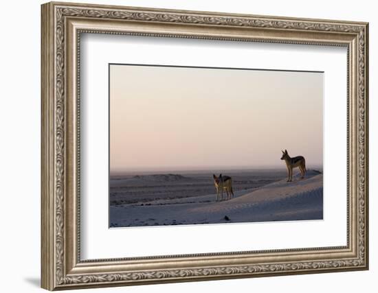 Black-Backed Jackals (Canis Mesomelas), Skeleton Coast, Namibia, Africa-Thorsten Milse-Framed Photographic Print