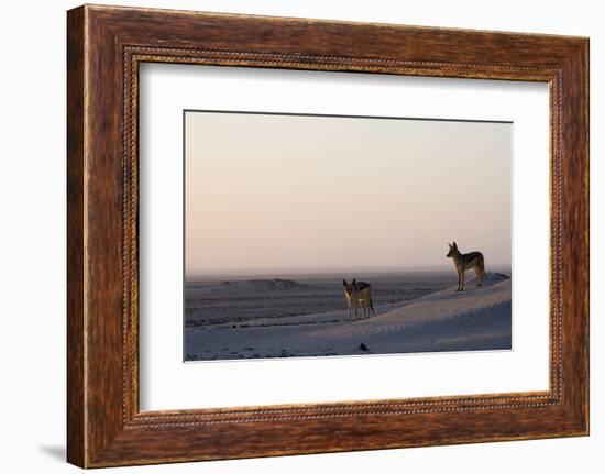 Black-Backed Jackals (Canis Mesomelas), Skeleton Coast, Namibia, Africa-Thorsten Milse-Framed Photographic Print