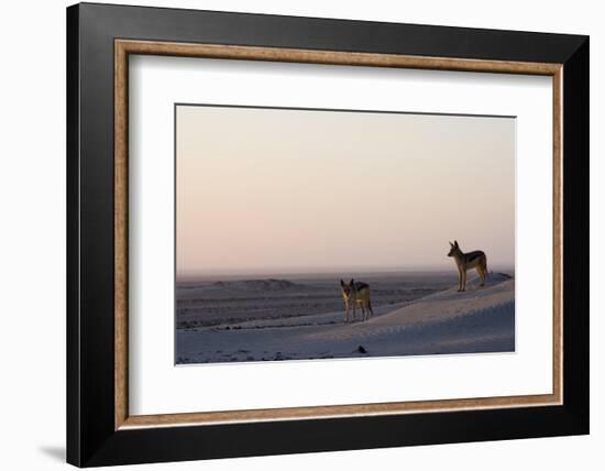 Black-Backed Jackals (Canis Mesomelas), Skeleton Coast, Namibia, Africa-Thorsten Milse-Framed Photographic Print