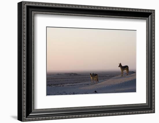 Black-Backed Jackals (Canis Mesomelas), Skeleton Coast, Namibia, Africa-Thorsten Milse-Framed Photographic Print