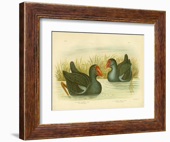 Black-Backed Porphyrio, 1891-Gracius Broinowski-Framed Giclee Print