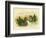 Black-Backed Porphyrio, 1891-Gracius Broinowski-Framed Giclee Print