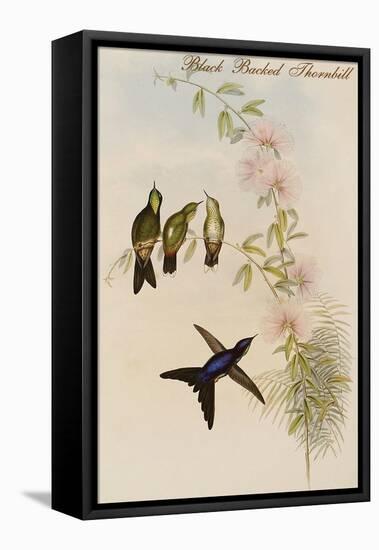 Black Backed Thornbill-John Gould-Framed Stretched Canvas