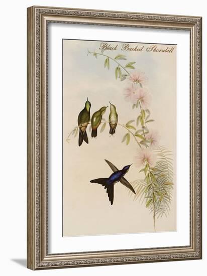 Black Backed Thornbill-John Gould-Framed Art Print