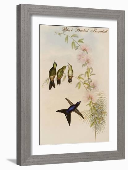 Black Backed Thornbill-John Gould-Framed Art Print