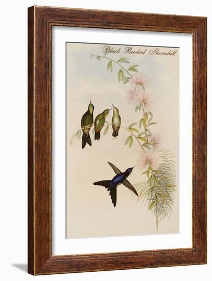 Black Backed Thornbill-John Gould-Framed Art Print