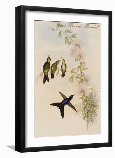 Black Backed Thornbill-John Gould-Framed Art Print