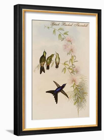 Black Backed Thornbill-John Gould-Framed Art Print